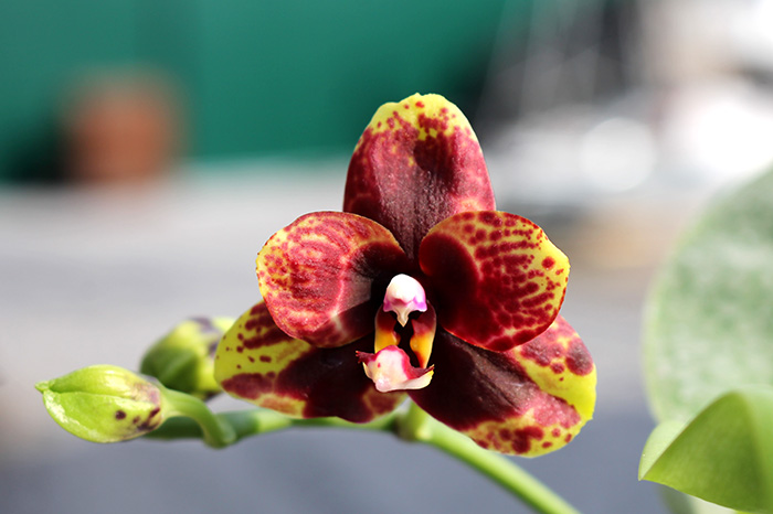 Phalaenopsis Hawaii Dragon Girl x Lioulin Goldfinch.jpg