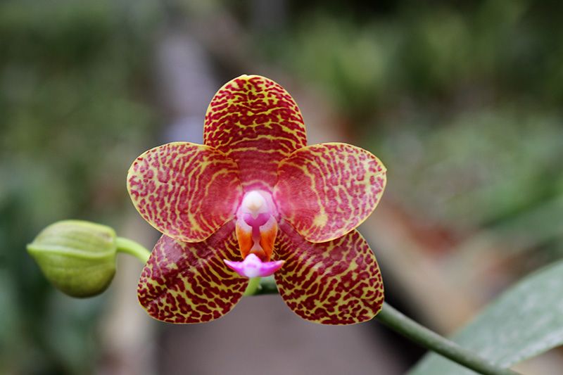 Phalaenopsis Mituo Cake 'M#1' x venosa 'TGDT'.jpg
