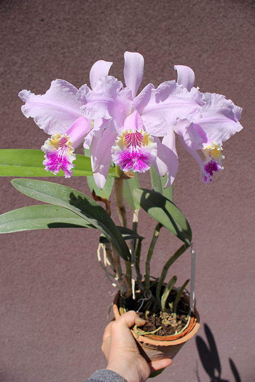 Cattleya lueddemanniana alba 'OMG' x Cattleya lueddemanniana coerulea 'Siquesique'.jpg