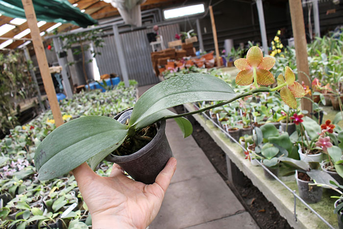 Phalaenopsis Mituo Cake 'M#1' x venosa 'TGDT'.jpg