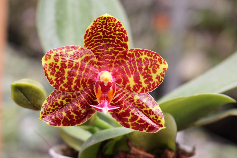 Phalaenopsis Sogo Pony x (Hymen x Sogo Kaiulani).jpg