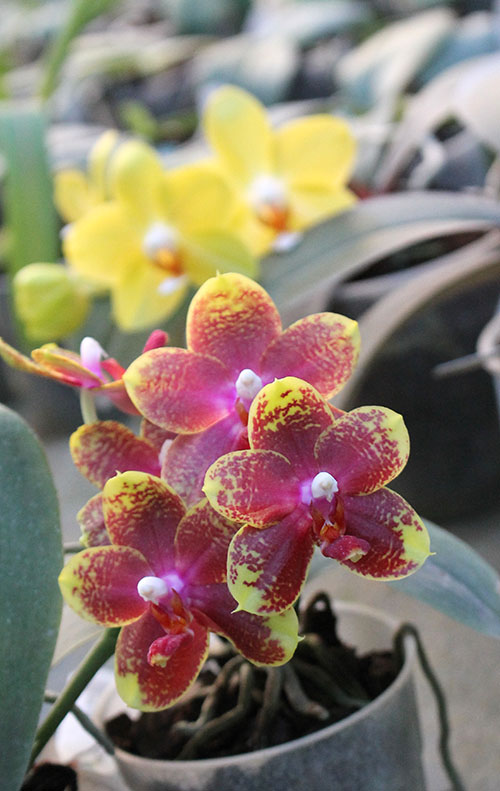 Phalaenopsis George Vasquez x (Coral Nosa x bellina).jpg