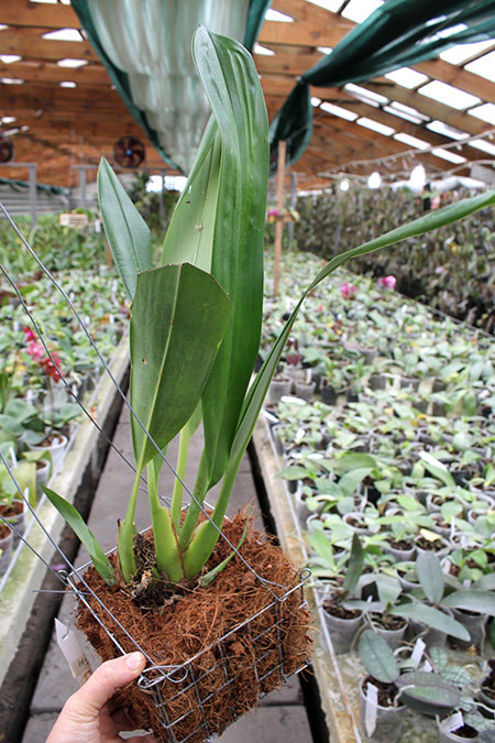 Maxillaria sanderiana.jpg