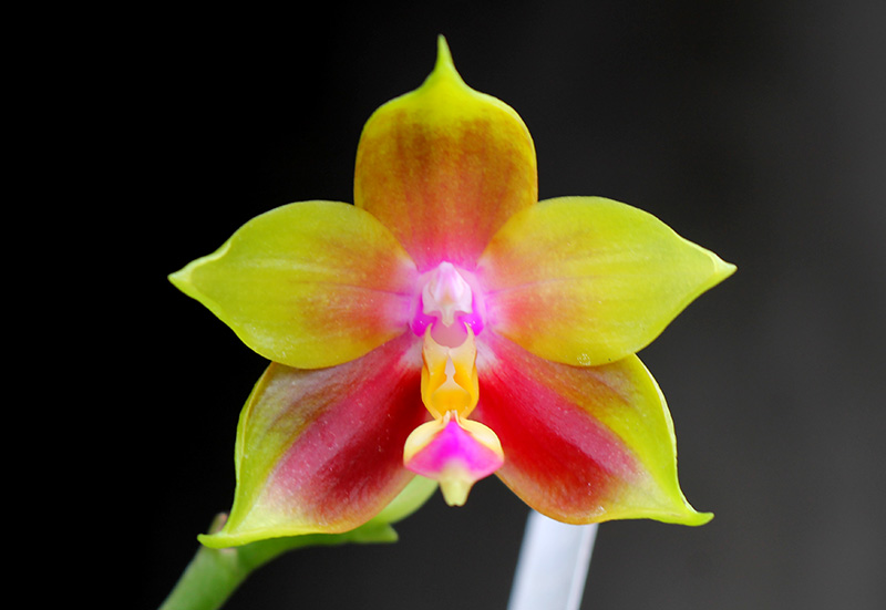 Phalaenopsis Ld's Bear King 'YKY' x Hawaii Dragon Girl 'DT-1'.jpg