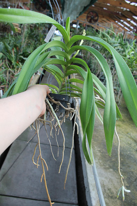 Vanda denisoniana x Rhynchostylis coelestis.jpg