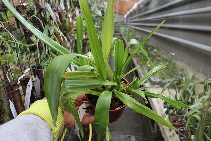 Carpenterara Sydney Smith 'Green Monkey'.jpg