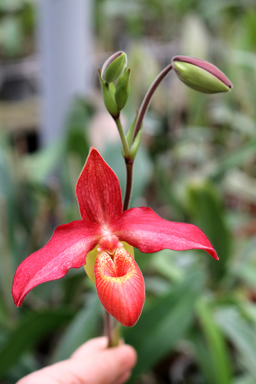 Phragmipedium Andean Fire (besseae x lidleyanum).jpg