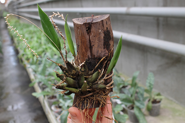 Dendrochilum bicallosum.jpg