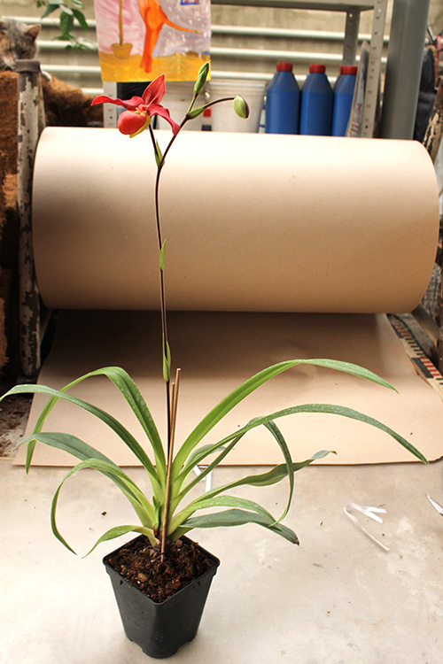 Phragmipedium Andean Fire.jpg