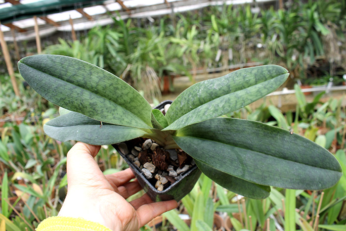 Paphiopedilum Shun-Fa Golden.jpg
