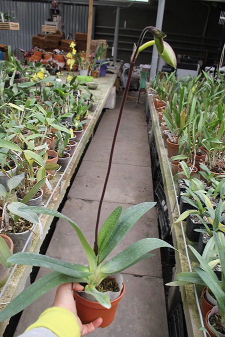 Paphiopedilum Dollgoldi.jpg