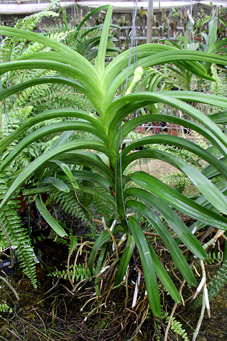 Ascocenda Kulwadee Black.jpg