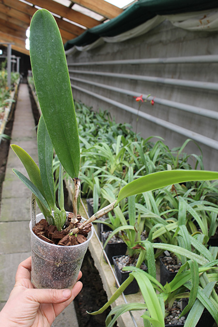 Cattleya mossiae var semi-alba.jpg