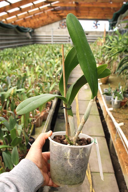 Brassocattleya Angel Lace 'Perfection'.jpg