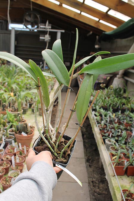 Brassavola digbyana x Rhyncholaeliocattleya Young Kong) 'ORCHIS'.jpg