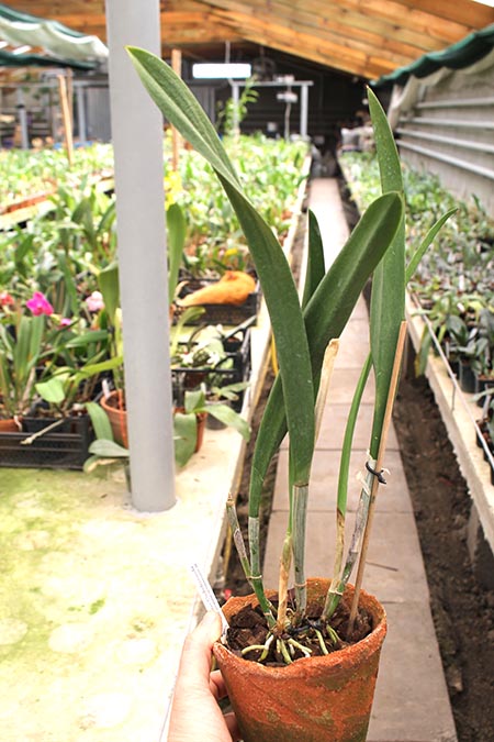 Brassolaelia Morning Glory 'Valentine Kiss'.jpg