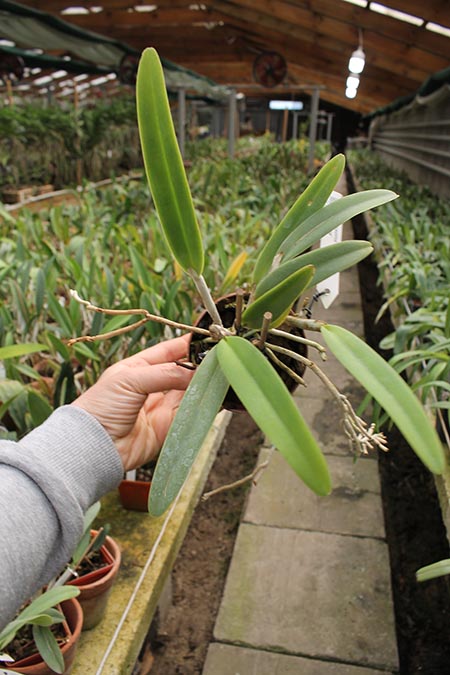 Cattleya maxima semi-alba 'La Pedrena'.jpg