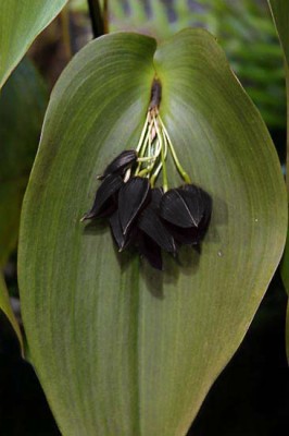 14_IMG_4680_pleurothallis.jpg