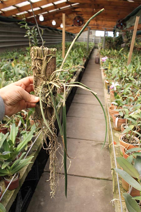 Brassavola perrinii.jpg