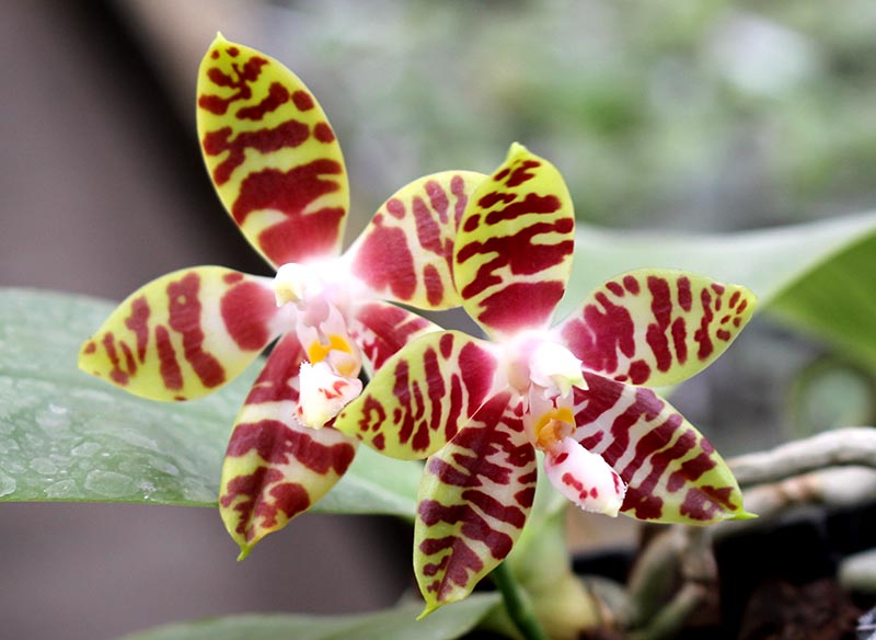 Phalaenopsis Ambotrana x Kung's Red Cherry.jpg
