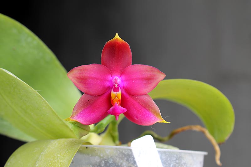Phalaenopsis Lyndon Reflex x LD's Bear King.jpg