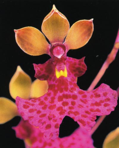 Oncidium cucullatum.jpg