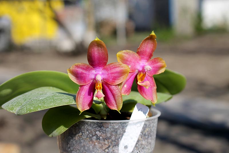 Phalaenopsis Mituo Prince x bellina.jpg