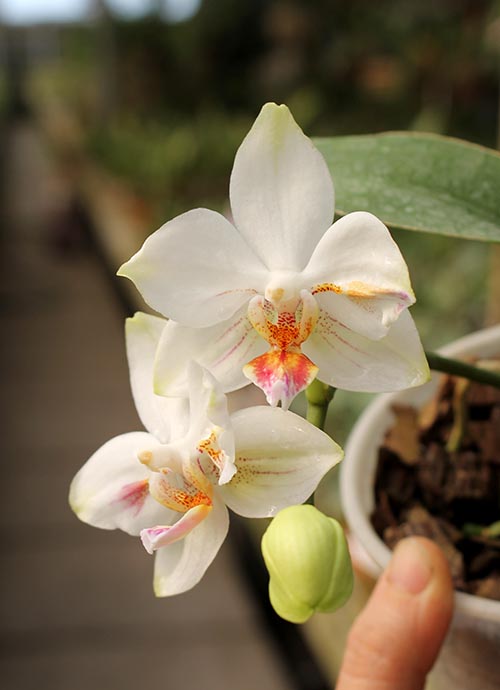 Doritaenopsis Little Gem Stripe x Phalaenopsis Joy Dreamy Jade.jpg
