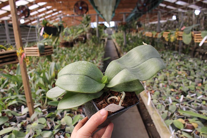 Phalaenopsis Jiaho's Pink Girl x mannii black.jpg