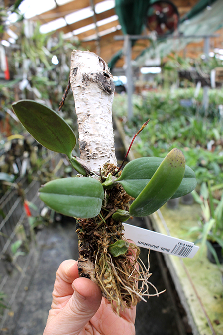 Bulbophyllum plumatum.jpg
