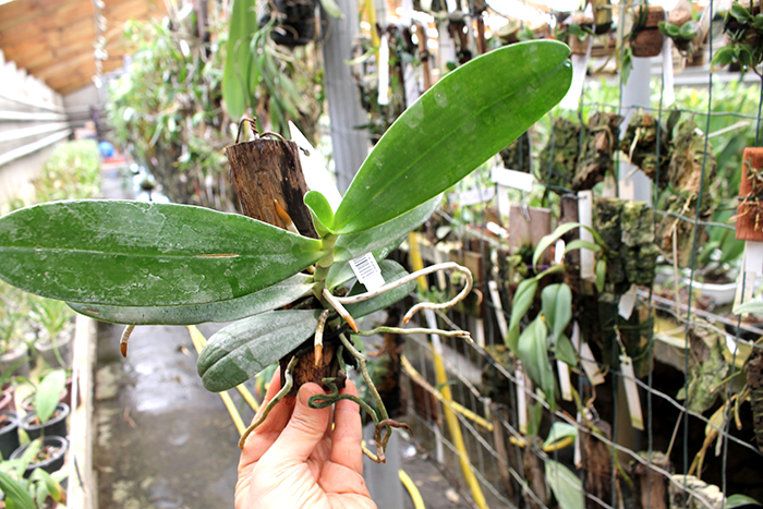 Aerangis spiculata.jpg