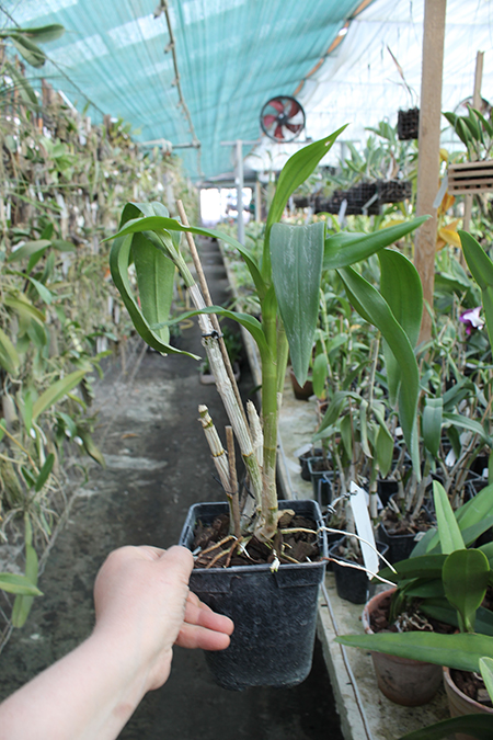 Dendrobium Doraemon.jpg