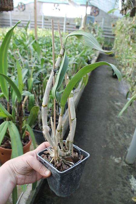 Dendrobium Red - Black.jpg