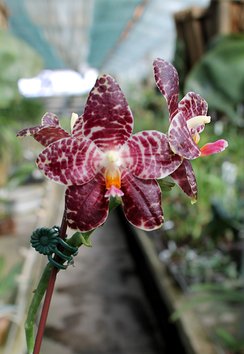 Phalaenopsis Yuanshan Girl.jpg