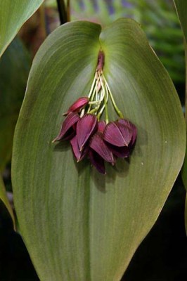 14_IMG_4680_pleurothallis_andys_JPG.jpg