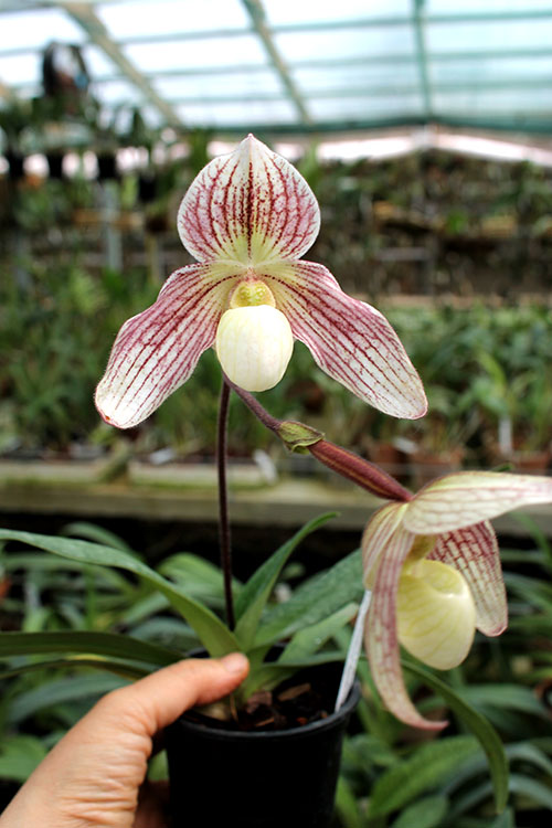 Paphiopedilum philippinense x niveum.jpg