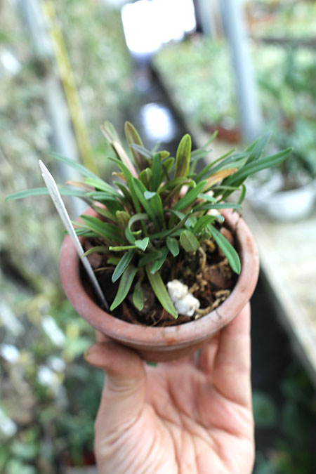 Diodonopsis pygmaea.jpg