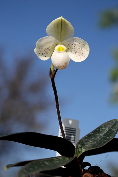 Paphiopedilum thaianum.jpg