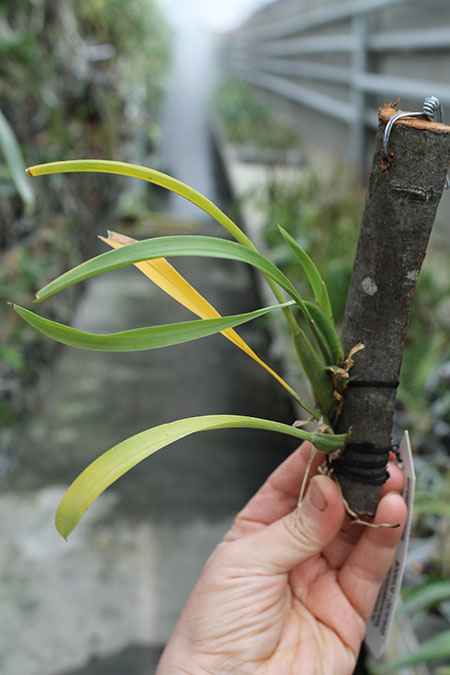 Rhynchostele stellata.jpg