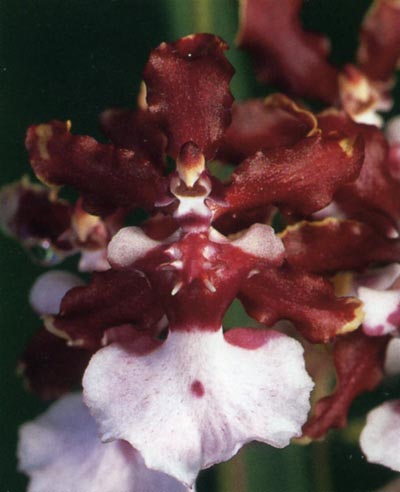 Oncidium Sharry Baby.jpg