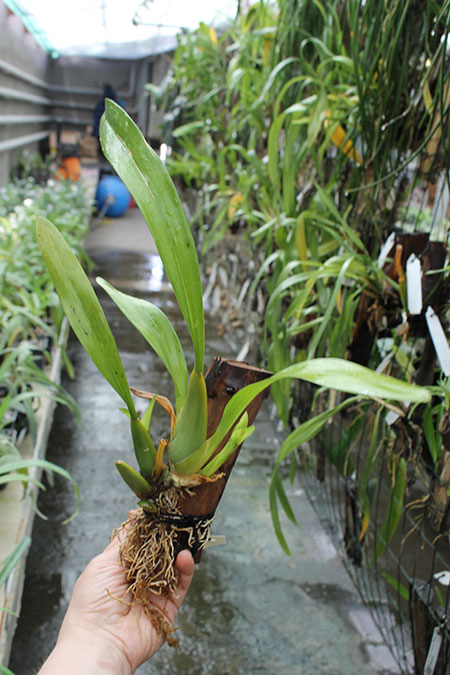 Miltonia candida.jpg