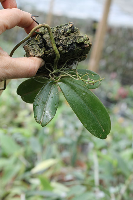 aerangis spiculata.jpg