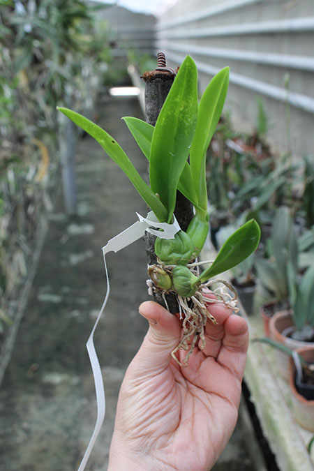 Broughtonia sanguinea aurea.JPG