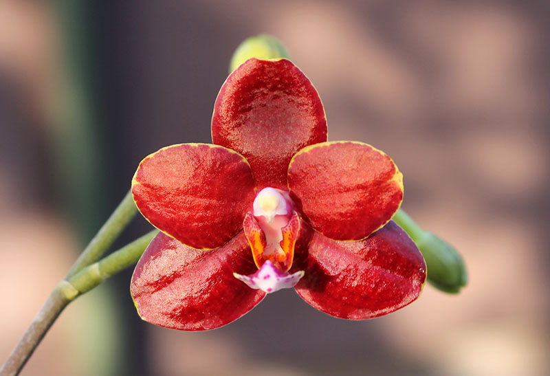 Phalaenopsis Mituo Cake 'M#1' x venosa 'TGDT'.jpg
