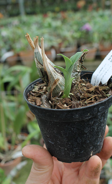 Clowesia Jumbo Grace 'Jumbo Orchids'.jpg