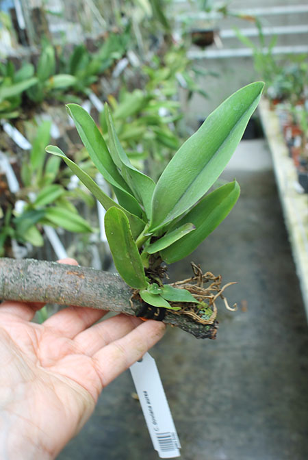 Cattleya dowiana aurea.jpg