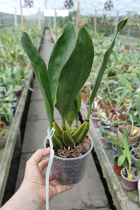 Bifrenaria tyrianthina semi alba escura '2' x tyrianthina semi alba escura '1'.JPG