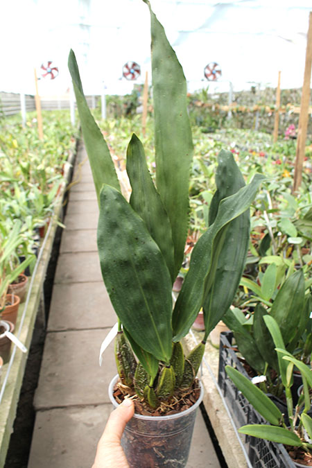 Bifrenaria tyrianthina escura 'AWZ'.jpg