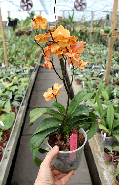 Asconopsis Irene Dobkin 'Orange'.jpg