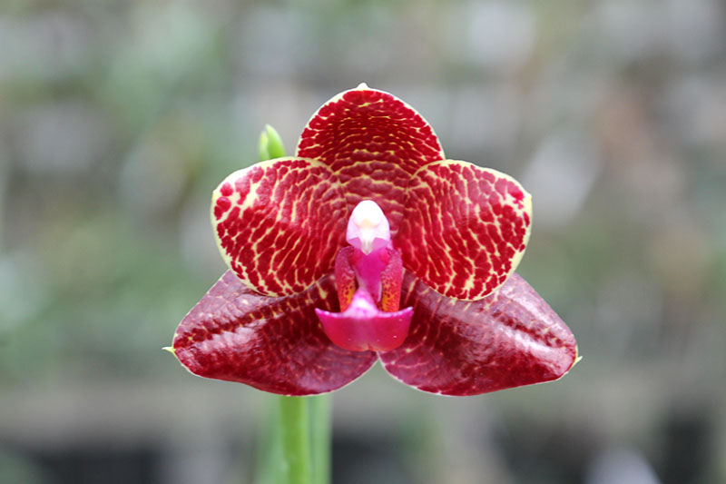 Phalaenopsis Mituo King 'Blood Spots'.jpg
